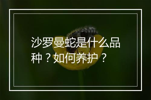 沙罗曼蛇是什么品种？如何养护？