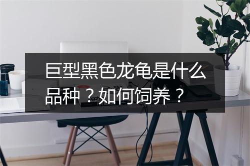 巨型黑色龙龟是什么品种?如何饲养?