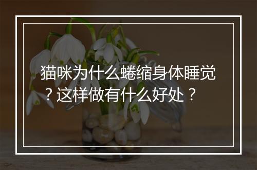 猫咪为什么蜷缩身体睡觉？这样做有什么好处？