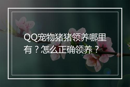 QQ宠物猪猪领养哪里有?怎么正确领养?