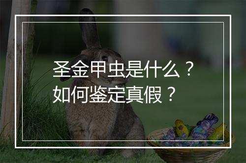 圣金甲虫是什么？如何鉴定真假？