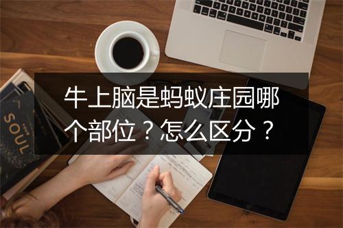 牛上脑是蚂蚁庄园哪个部位?怎么区分?