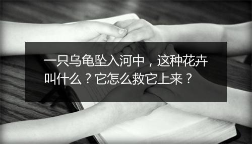 一只乌龟坠入河中,这种花卉叫什么?它怎么救它上来?