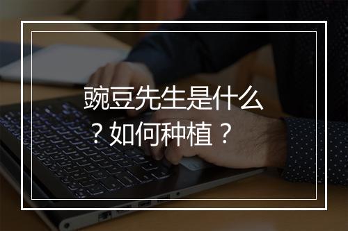 豌豆先生是什么？如何种植？