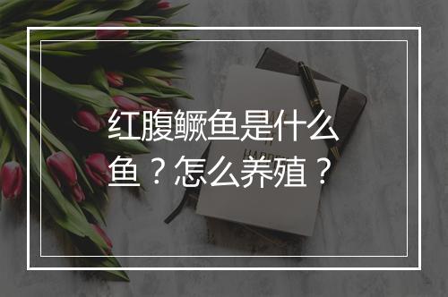 红腹鳜鱼是什么鱼？怎么养殖？