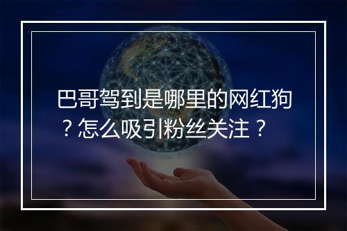 巴哥驾到是哪里的网红狗？怎么吸引粉丝关注？