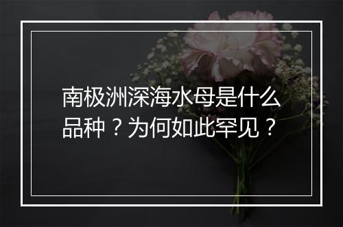 南极洲深海水母是什么品种？为何如此罕见？