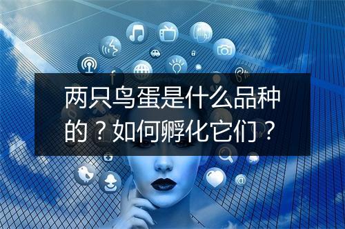 两只鸟蛋是什么品种的?如何孵化它们?