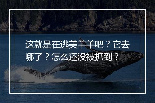 这就是在逃美羊羊吧?它去哪了?怎么还没被抓到?