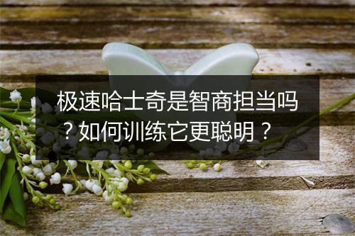 极速哈士奇是智商担当吗?如何训练它更聪明?