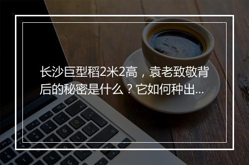 长沙巨型稻2米2高,袁老致敬背后的秘密是什么?它如何种出?