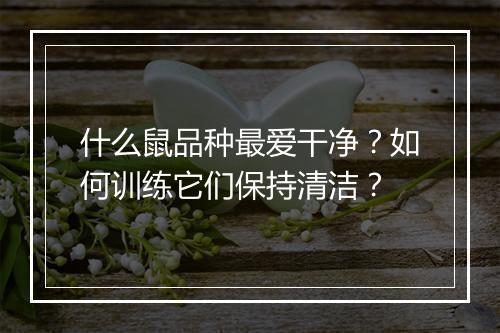 什么鼠品种最爱干净?如何训练它们保持清洁?