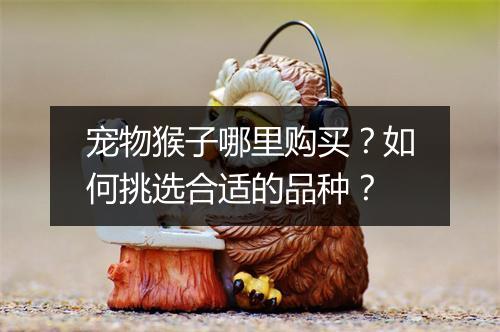 宠物猴子哪里购买？如何挑选合适的品种？