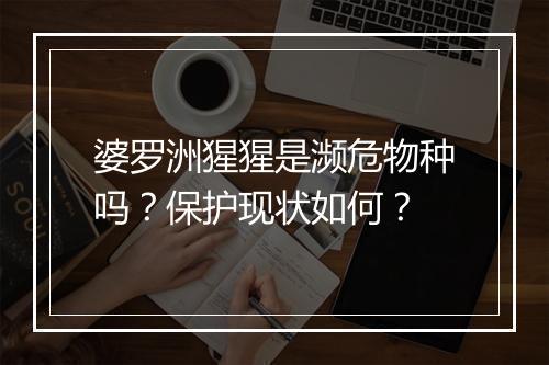 婆罗洲猩猩是濒危物种吗？保护现状如何？