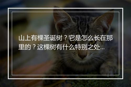 山上有棵圣诞树？它是怎么长在那里的？这棵树有什么特别之处？