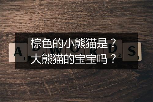 棕色的小熊猫是? 大熊猫的宝宝吗?