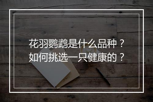 花羽鹦鹉是什么品种?如何挑选一只健康的?