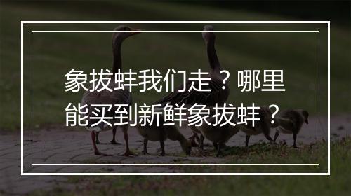 象拔蚌我们走?哪里能买到新鲜象拔蚌?
