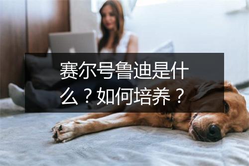 赛尔号鲁迪是什么？如何培养？