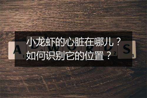 小龙虾的心脏在哪儿？如何识别它的位置？