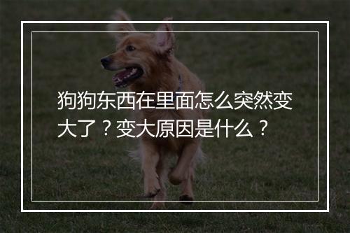 狗狗东西在里面怎么突然变大了?变大原因是什么?