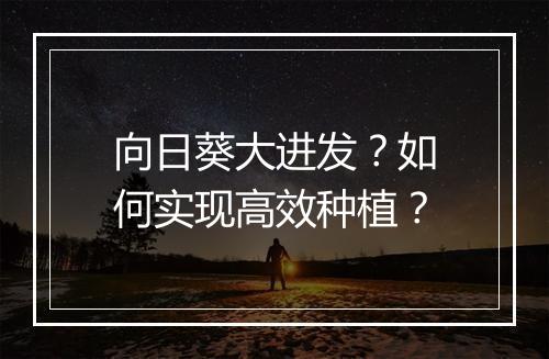 向日葵大进发？如何实现高效种植？