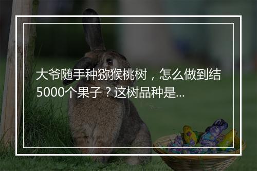 大爷随手种猕猴桃树，怎么做到结5000个果子？这树品种是什么？