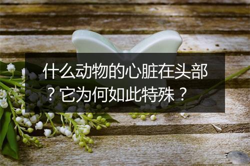 什么动物的心脏在头部？它为何如此特殊？