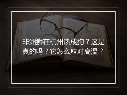 非洲狮在杭州热成狗?这是真的吗?它怎么应对高温?