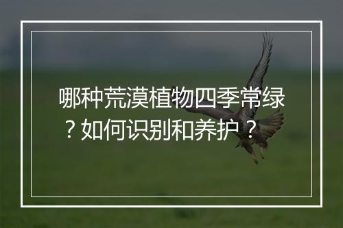 哪种荒漠植物四季常绿?如何识别和养护?