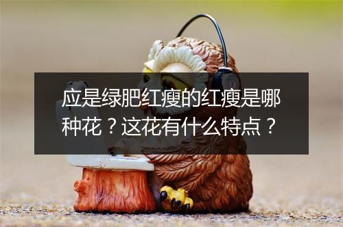 应是绿肥红瘦的红瘦是哪种花？这花有什么特点？
