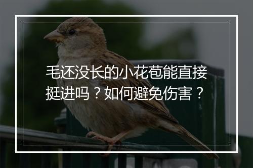 毛还没长的小花苞能直接挺进吗?如何避免伤害?