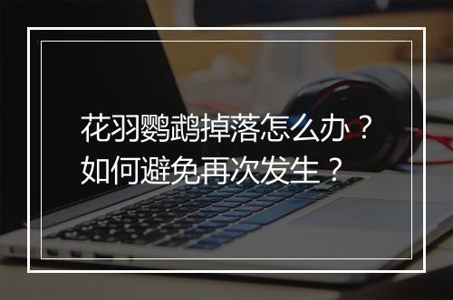 花羽鹦鹉掉落怎么办？如何避免再次发生？