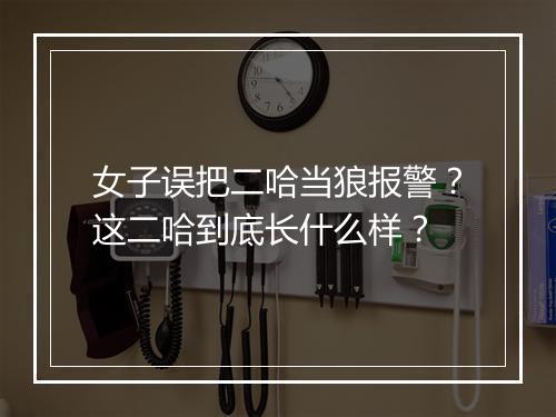 女子误把二哈当狼报警?这二哈到底长什么样?