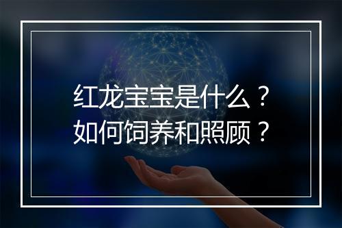红龙宝宝是什么?如何饲养和照顾?