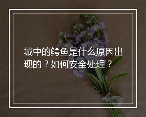 城中的鳄鱼是什么原因出现的?如何安全处理?