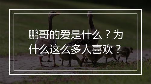 鹏哥的爱是什么?为什么这么多人喜欢?