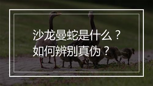 沙龙曼蛇是什么?如何辨别真伪?