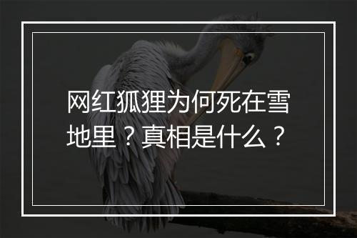 网红狐狸为何死在雪地里?真相是什么?