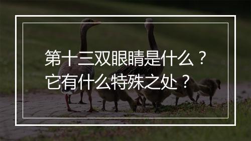 第十三双眼睛是什么?它有什么特殊之处?
