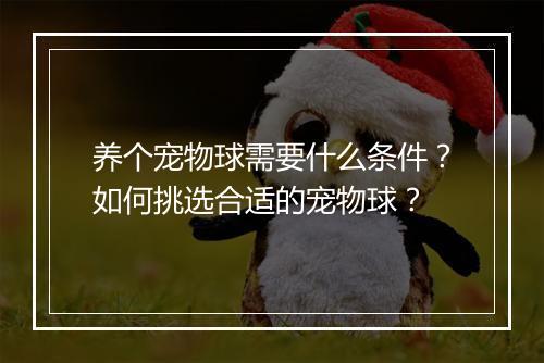 养个宠物球需要什么条件？如何挑选合适的宠物球？