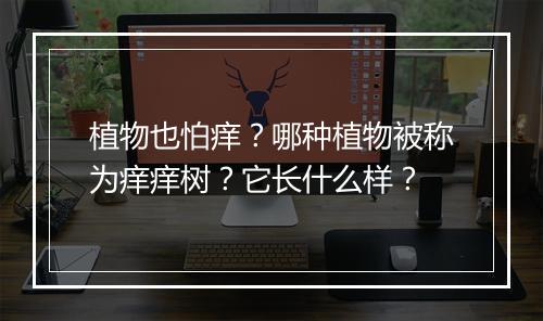 植物也怕痒？哪种植物被称为痒痒树？它长什么样？