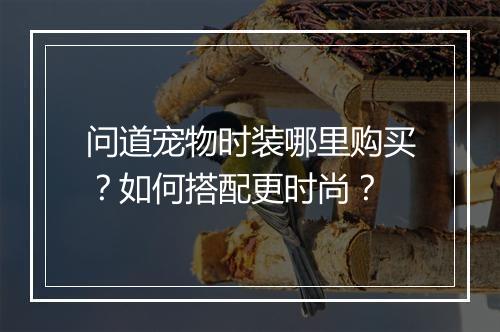 问道宠物时装哪里购买?如何搭配更时尚?
