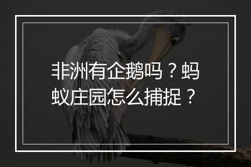 非洲有企鹅吗？蚂蚁庄园怎么捕捉？